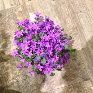 Meet your Posher, Socorro